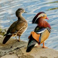 Birds